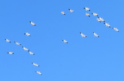 Patterns of Snow Geese in flight 