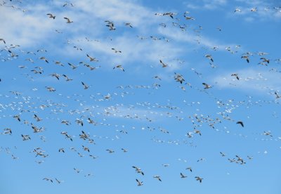 Snow Geese in flight