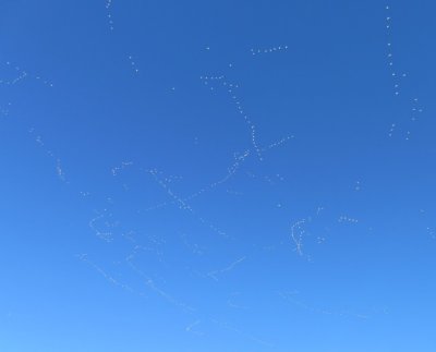 Snow Geese in flight high overhead
