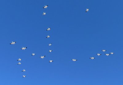 More Snow Geese in flight