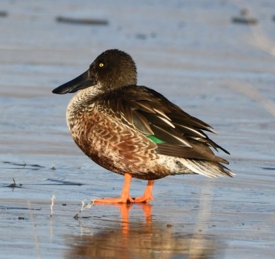 Male Northern Shoveler. The weather was cold enough to produce an icy cover on the marshy roost area