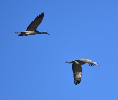 Two Sandhill Cranes leaving their night time roost area