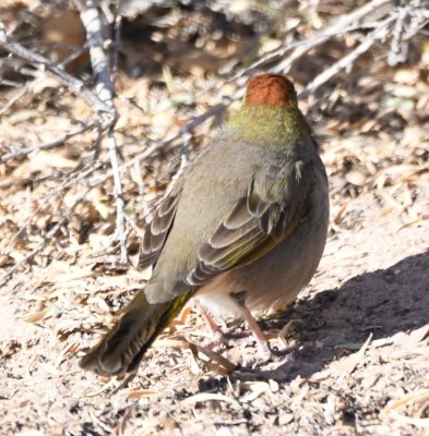 After leaving the roost area, we continued to the Visitor Center where I spotted this Green-tailed Towhee scratching in the sand next to a scrubby bush.