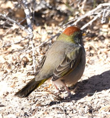 Green-tailed Towhee near the Visitor Center at Bosque del Apache NWR