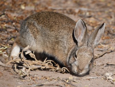 Cottontail Rabbit