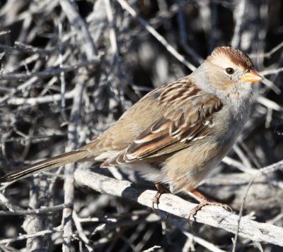 Immature White-crowned Sparrow