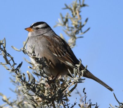 Adult White-crowned Sparrow