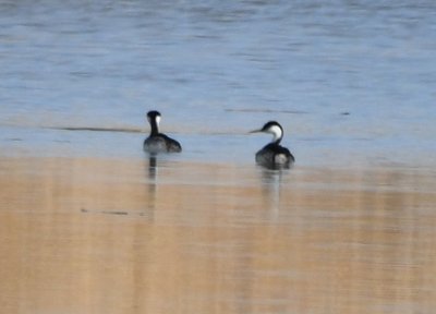 Two Western Grebes were swimming and diving on the far side of the pond.