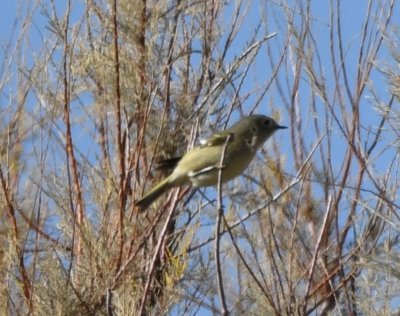 A Ruby-crowned Kinglet popped up in the trees around the pond.