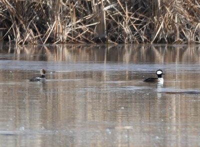 Female and male Hooded Mergansers on the pond