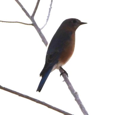 We took a side spur off the main road and found some Eastern Bluebirds perching in a cottonwood tree.
