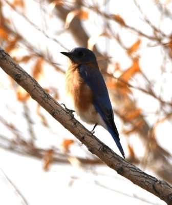 Eastern Bluebird with orange throat