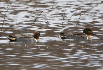 Near the end of the loop we found a few Green-winged Teal.