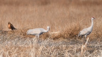 The Sandhill Cranes seemed to know the female Northern Harrier had no interest in them.