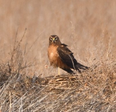 Female Northern Harrier perched at the edge of a field