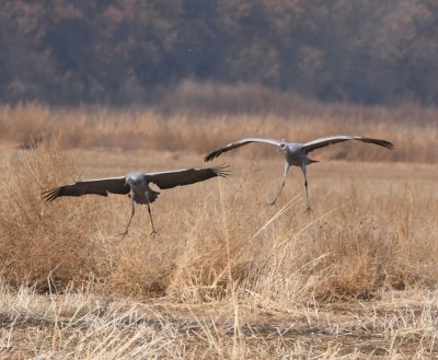 Two cranes landing in a field