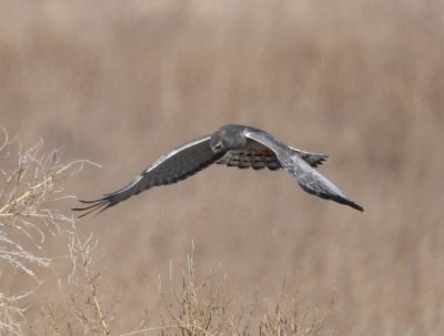 Male Northern Harrier floating over the field