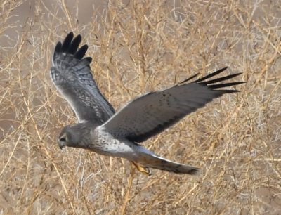 Male Northern Harrier scanning a field for prey