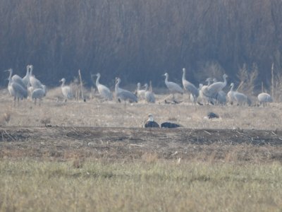 A Bald Eagle and Common Raven stood out in a field with Sandhill Cranes in the background.