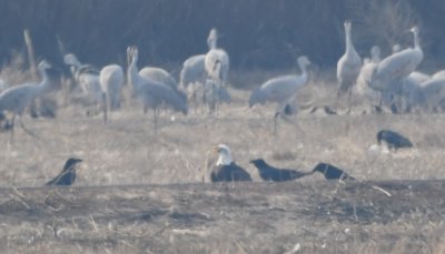 Bald Eagle, Common Ravens and Sandhill Cranes