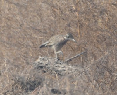 As we drove past the cranes, Mary spotted a Greater Roadrunner at the side of the road, but it quickly ran into the underbrush before we could get closer for a better photo.