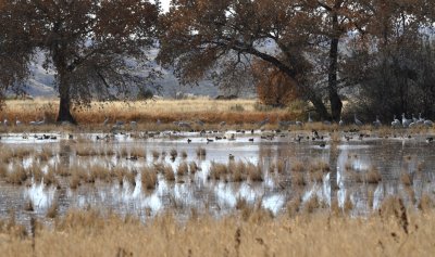 Sandhill Cranes and Mallards in a marsh at Bosque del Apache NWR