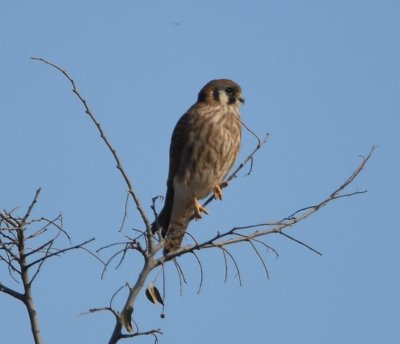 Another American Kestrel perched over the road
