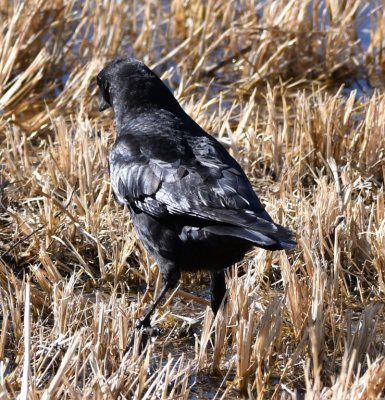 Shiny feathers of American Crow
