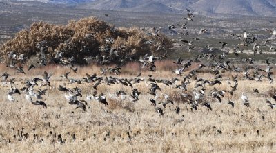 Another flush of Mallards with more sticking their heads up out of the grass