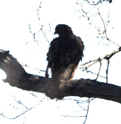Dark buteo hawk in a tree at the side of the road. He never turned around to give us a better look.