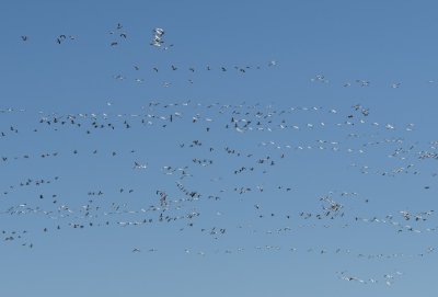 As we drove farther south toward the end of the North Loop, we came up to the lake where hundreds of Snow Geese were circling overhead.
