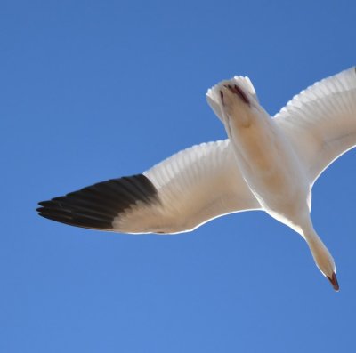 Close-up of Snow Goose flying over our heads