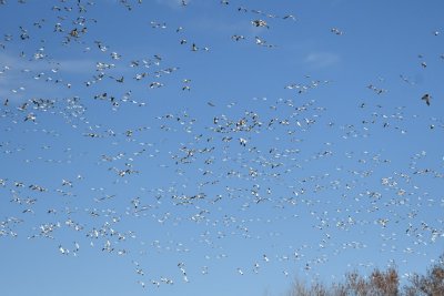 Hundreds of Snow Geese in flight