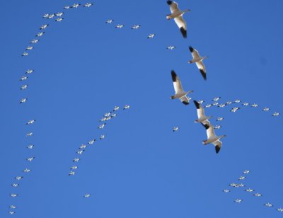 Layers of Snow Geese