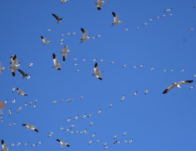 Snow Geese soared back and forth