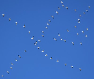 Criss-crossing Snow Geese