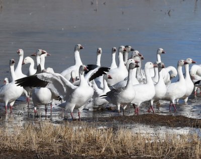A few of the Snow Geese had darker markings.