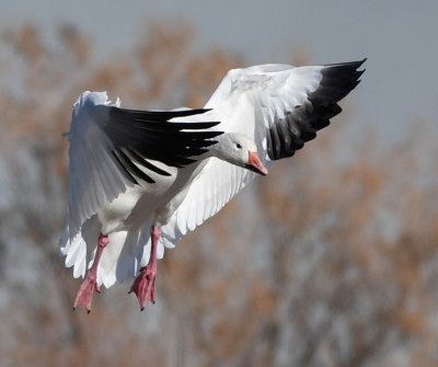 Another landing Snow Goose