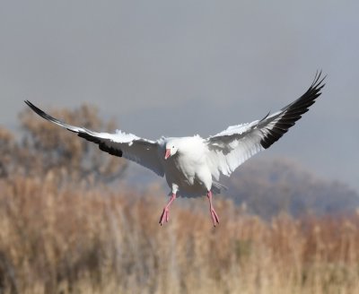 Snow Goose with flaps down