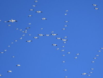 Layers of Snow Geese in flight going opposite directions