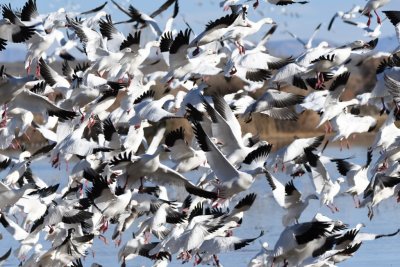 Mass of Snow Geese taking off from the lake at Bosque del Apache NWR