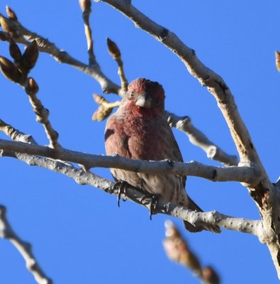 Steve took a break and went down the road to the refuge Visitor Center and found some House Finches in a tree in the parking lot.