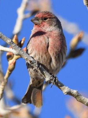 Male House Finch at Bosque del Apache National Wildlife Refuge, NM
