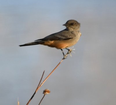 Across the highway from the Visitor Center, this Say's Phoebe perched on a twig.