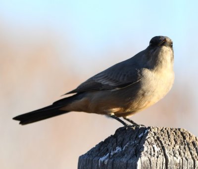 The Say's Phoebe flew up to a sign post at the edge of the highway to look for insects.