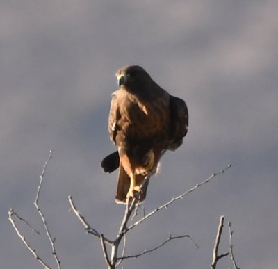 On the way back to crane roost, I saw this dark buteo on the west side of the highway.