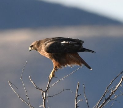 Bill D: the dark morph adult Swainson's Hawk should also have white undertail coverts and base of the tail and should contrast with a wide black terminal band