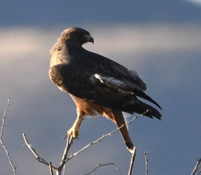 One more of the hawk showing its tail