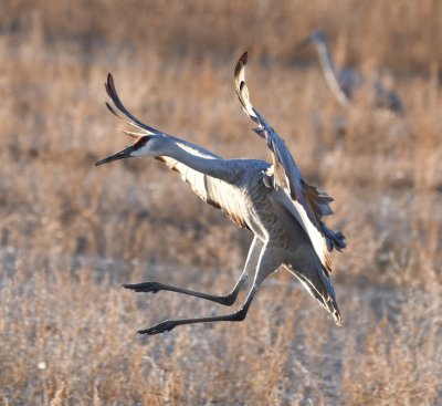 Back at the marsh, the Sandhill Cranes like this one started coming in to roost in greater numbers.