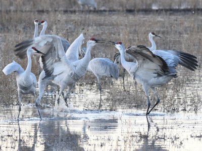 Some of the cranes seemed to be establishing their position in the group after landing. 